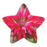 Red Bee Balm  Star Sticker