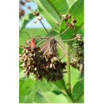 Red Beetle on Common Milkweed blossom photo sculptures