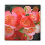 red begonia flowers refrigerator magnet
