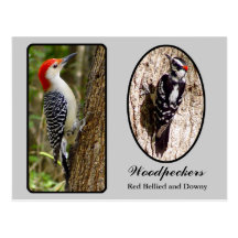 Red Bellied and Downy Woodpecker Postcard