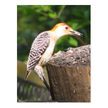 Red-bellied Eats Postcard