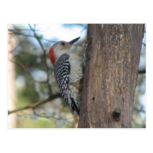 Red-bellied Female Postcard