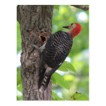 Red-bellied Food Stash Postcard