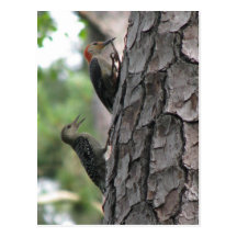 Red-bellied Male & Fledgling Postcard