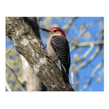 Red-bellied Male Postcard