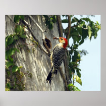 Red Bellied Woodpecker at Nest Posters