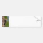 Red-bellied Woodpecker Bumper Sticker