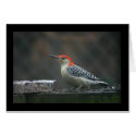 Red-Bellied Woodpecker cards