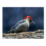 Red-bellied woodpecker, Deerfield, Illinois, U.S.A Postcards