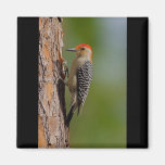 Red-bellied Woodpecker Fridge Magnet
