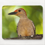 Red Bellied Woodpecker Mousepads
