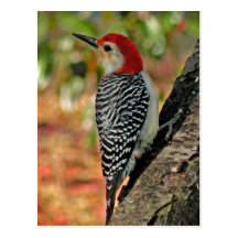 Red-Bellied Woodpecker Post Card