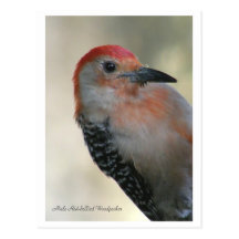 Red-bellied Woodpecker Post Cards
