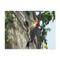 Red-bellied Woodpecker Post Card
