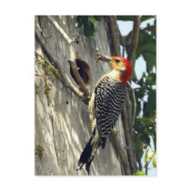 Red-bellied Woodpecker Post Card