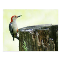 Red-bellied Woodpecker Postcard