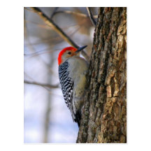 Red-Bellied Woodpecker Postcard