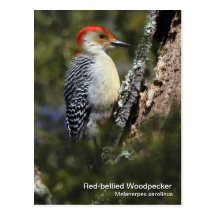 Red-bellied Woodpecker Postcard