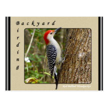 Red Bellied Woodpecker Postcard 2