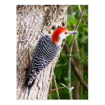 Red Bellied Woodpecker Postcard 2