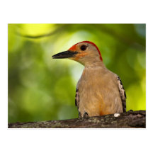 Red Bellied Woodpecker Postcards