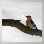 Red-Bellied Woodpecker Poster/Print