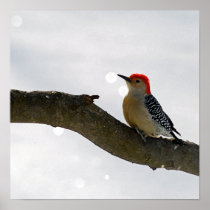 Red-Bellied Woodpecker Poster/Print