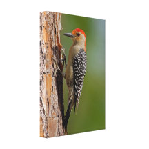 Red-bellied Woodpecker Stretched Canvas Prints