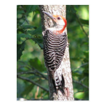 Red-bellied WP Male Postcard