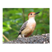 Red-bellied's red belly Postcard