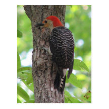 Red-bellied's Tongue Postcard