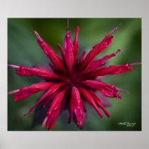 Red Bergamot Poster