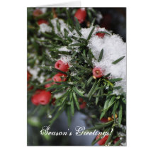 Red berries and snow card