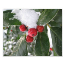 red berries and winter photo