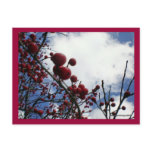 Red Berries, Blue Sky Postcard
