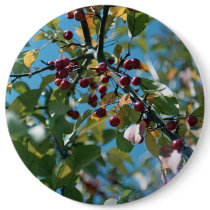 red berries button