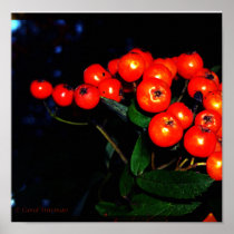 Red Berries Canvas Print