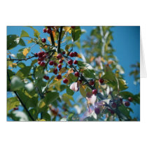 red berries card