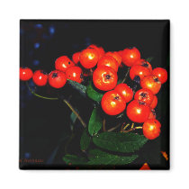 Red Berries Fridge Magnets