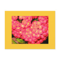 Red Berries Postcards
