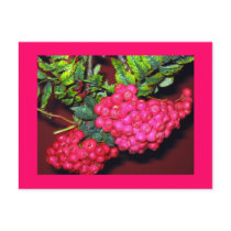Red Berries Postcards