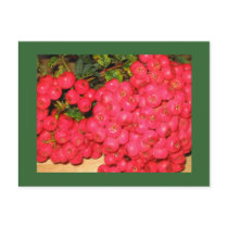 Red Berries Post Card