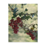 Red Berries Postcard