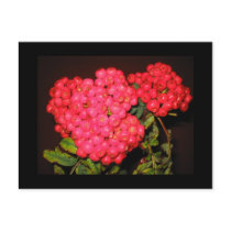 Red Berries Postcards