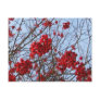 Red Berries Postcard