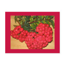Red Berries Postcard