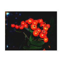 Red Berries Post Card