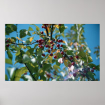 red berries print