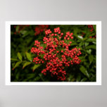 Red Berries posters