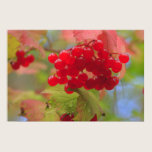 Red Berries Print